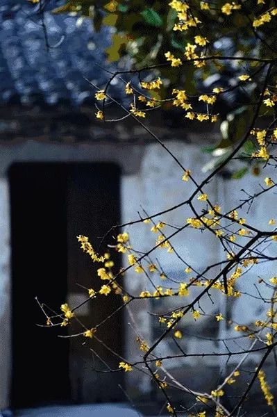 书的女主公叫黎景致